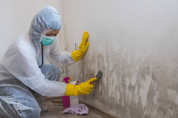 Mold Testing and Removal in Clearfield, PA