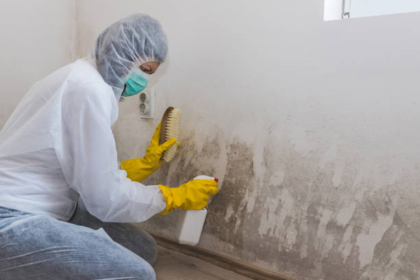 Best Residential Mold Removal  in Clearfield, PA