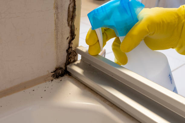 Best Same-Day Mold Removal  in Clearfield, PA
