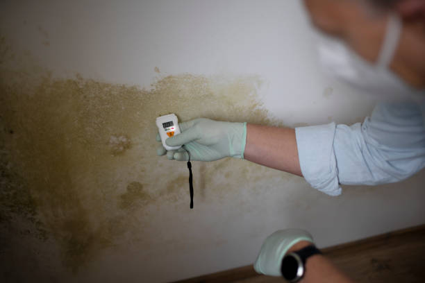 Best Residential Mold Removal  in Clearfield, PA