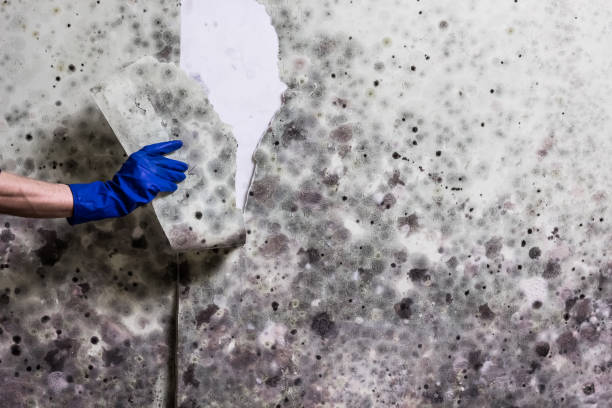 Best Crawl Space Mold Removal  in Clearfield, PA