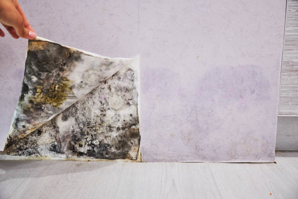 Best Professional Mold Removal  in Clearfield, PA